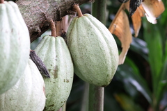 Theobroma cacao image