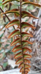 Pellaea calidirupium