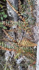 Pellaea calidirupium