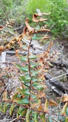 Pellaea calidirupium