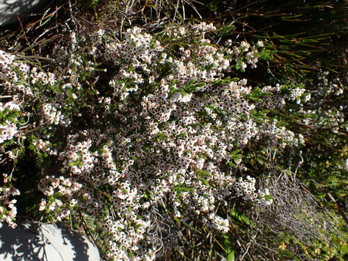 Image of Erica calycina by (c) Ren Hoekstra, some rights reserved (CC BY)