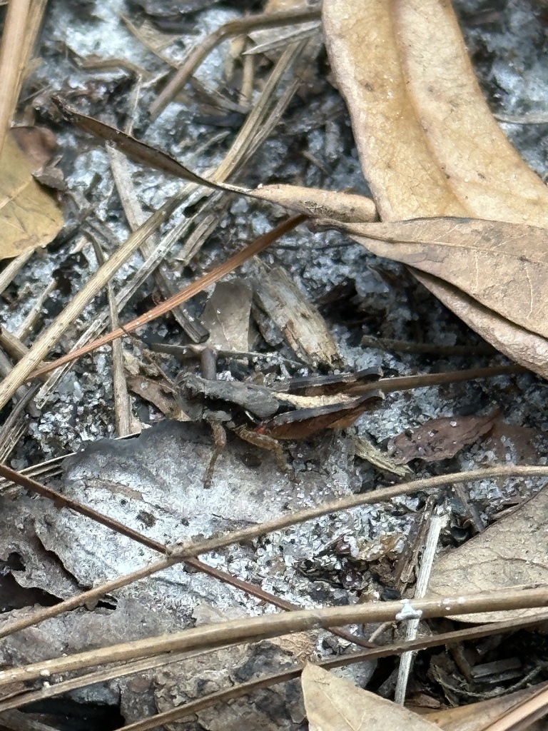 Round-winged Locust