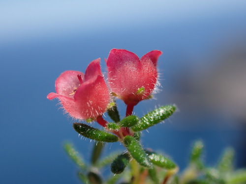 Bloodbell Heath (Erica haematocodon)