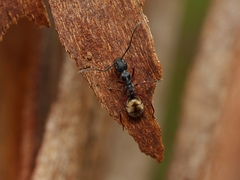 Camponotus suffusus