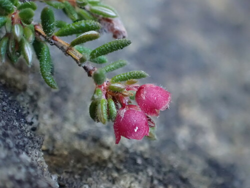 Image of Bloodbell Heath (Erica haematocodon) by (c) Ren Hoekstra, some rights reserved (CC BY)