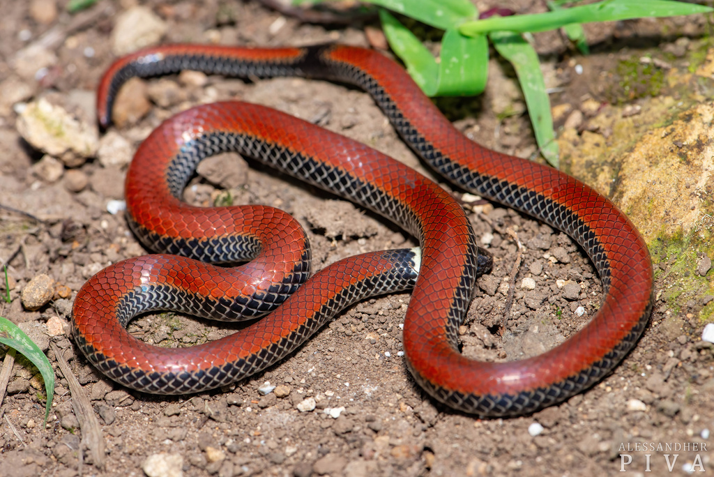 Southern Reticulated Collared Snake