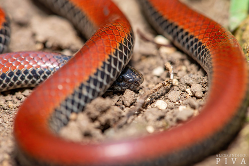 Photo of a Southern Reticulated Collared Snake (Phalotris reticulatus)