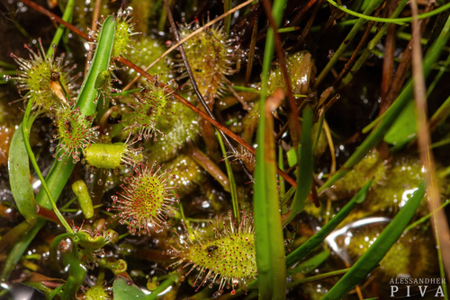 Drosera viridis