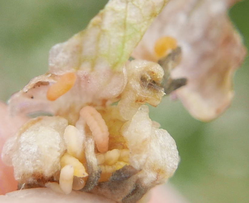 Jaapiella floriperda