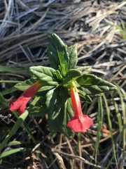 Diplacus parviflorus