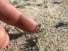 Astragalus didymocarpus
