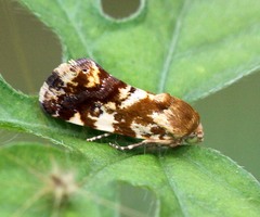 Acontia crocata