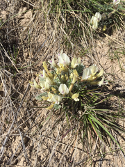 Astragalus purshii