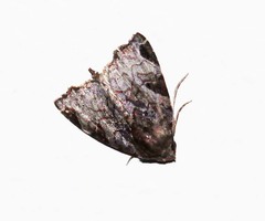 Androlymnia emarginata