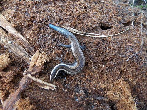 Mexican Shortnose Skink