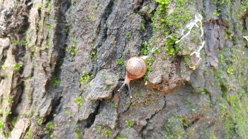 Gabb's Snail