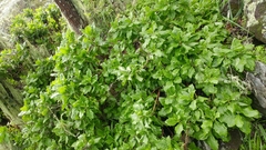 Munzothamnus blairii