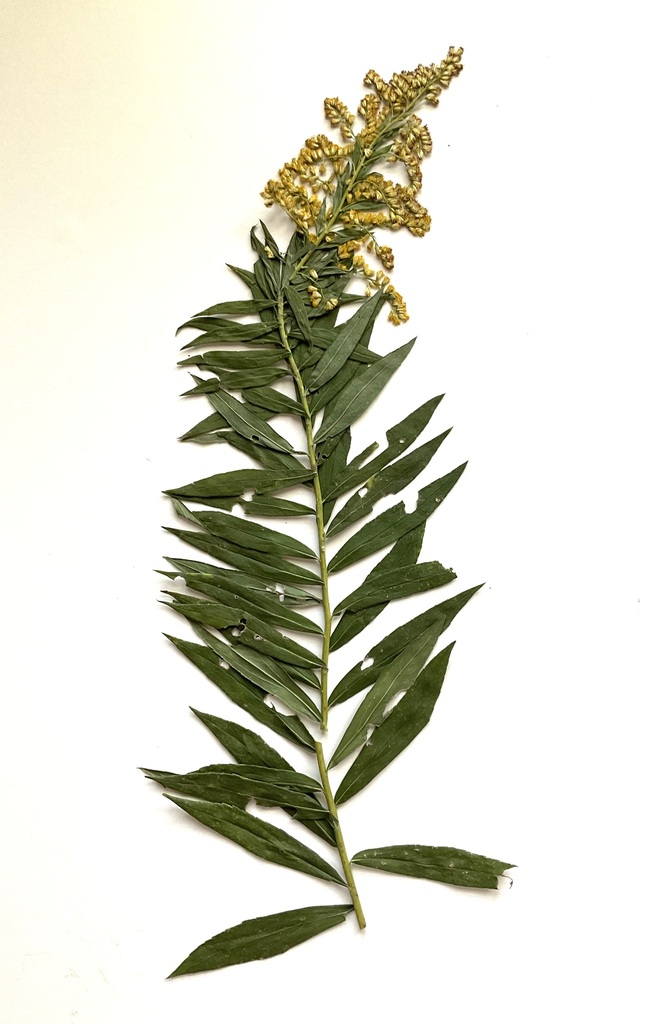 tall goldenrod from Bastrop County, TX, USA on October 26, 2023 at 10: ...