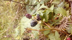 Rubus glaucus