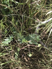 Erodium brachycarpum