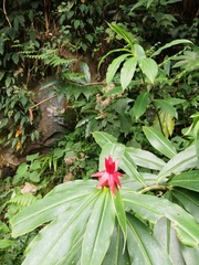 Costus comosus bakeri