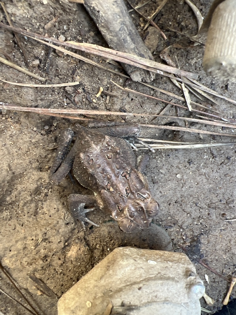Southern Toad from Brunswick County, US-NC, US on October 27, 2023 at ...