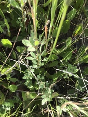 Acmispon americanus