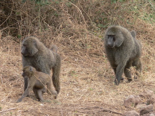 Olive Baboon