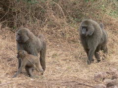 Olive Baboon photo 4