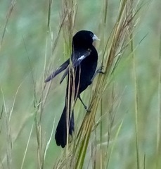 Euplectes albonotatus