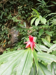 Costus comosus bakeri