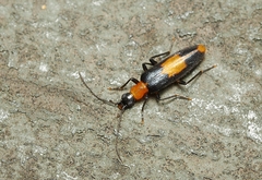Copidita sloanei