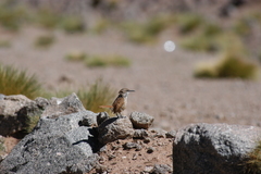 Ochetorhynchus ruficaudus