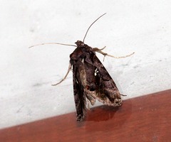 Argyrogramma signata