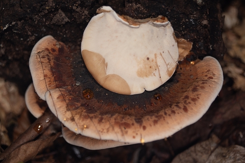 Photograph of Resinous Polypore