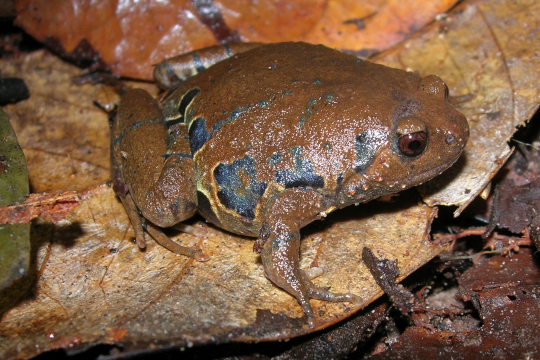 Smith's Squat Frog