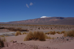 Amelichloa caudata