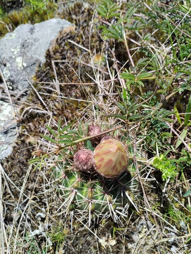 Parodia mammulosa