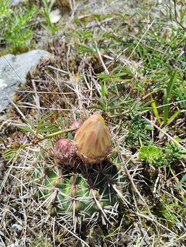 Parodia mammulosa
