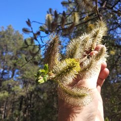 Salix paradoxa