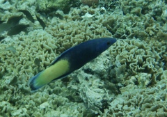 Labroides bicolor