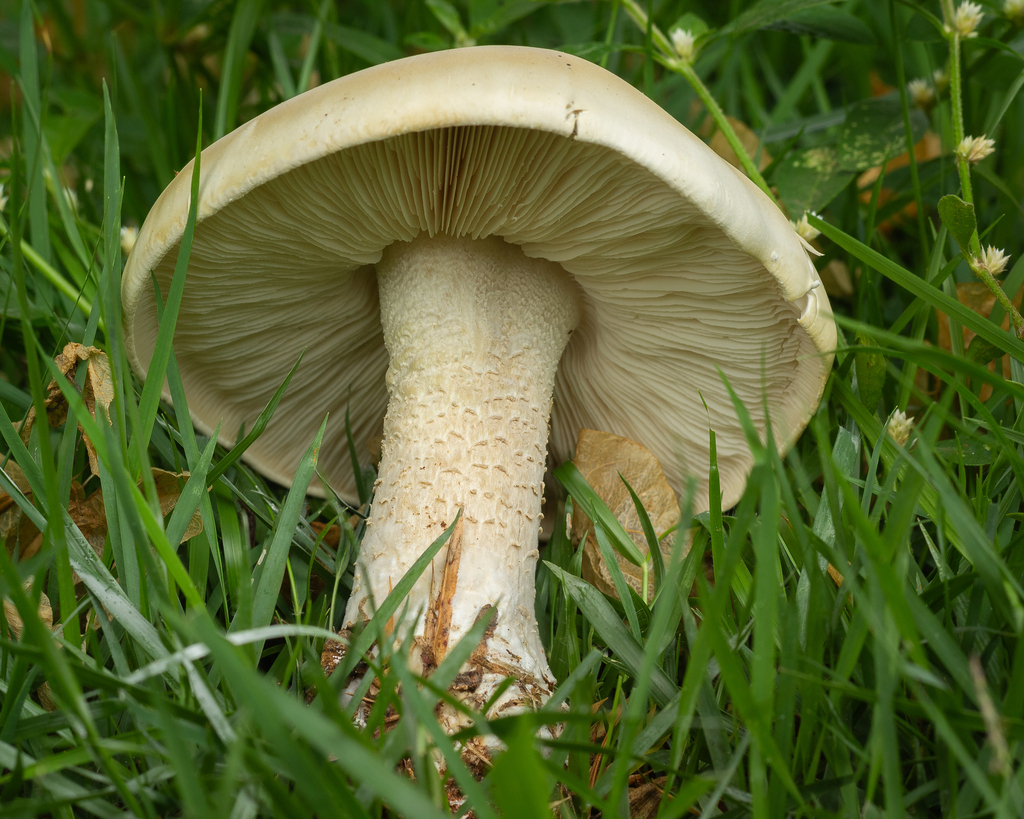 Macrocybe titans · October 2023 · photo: © deniszabin (iNaturalist, cc-by)