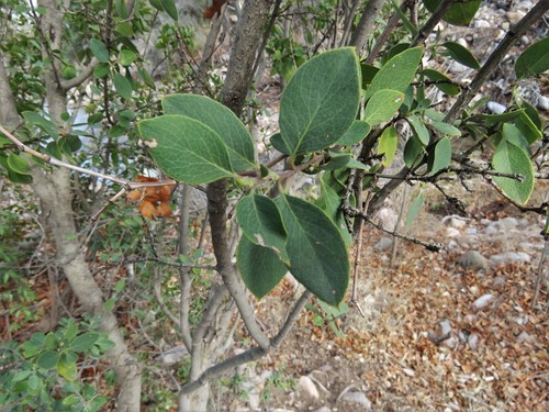 Wright's silktassel (Garrya wrightii)