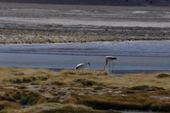 Phoenicoparrus andinus