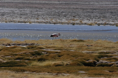 Phoenicoparrus andinus