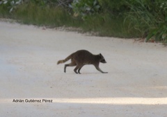 Procyon pygmaeus
