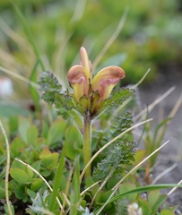 Pedicularis capitata