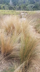 Austrostipa stipoides
