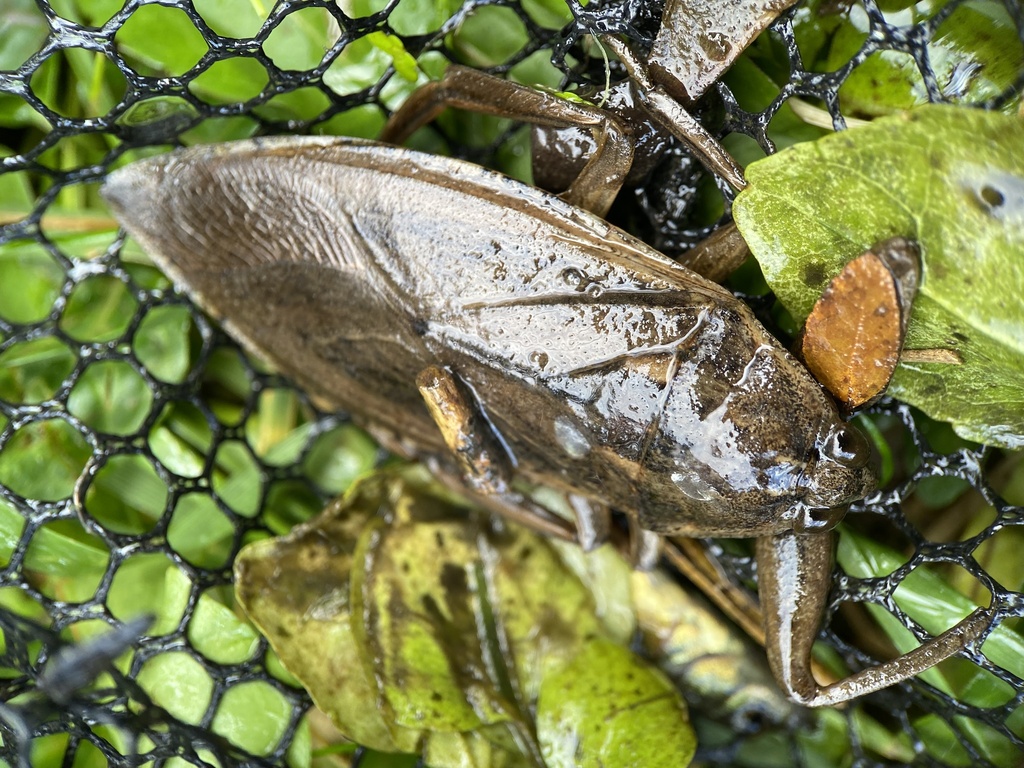 American Giant Water Bug from Broad St, Syracuse, NY, US on October 27, 2023 at 0258 PM by
