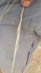 Austrostipa stipoides